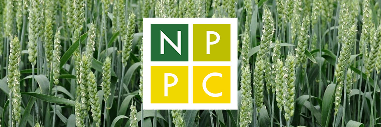 psenica-ozimna-kapusta-repkova-azoter